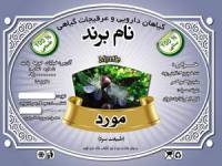 طرح لایه بازلیبل مورد(379)